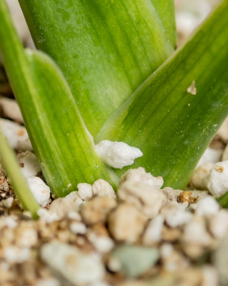 Nahaufnahme von Monstera aurea - feige Blätter, die aus der mit weißem Perlit vermischten Erde sprießen, wobei die Textur und die Details sowohl der Pflanze als auch der Erde hervorgehoben werden.