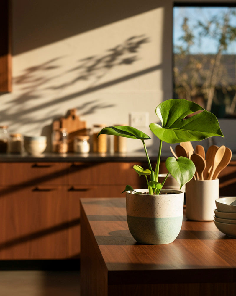 Eine Monstera 'Cheesy' - feey sitzt auf einer hölzernen Kücheninsel, das Sonnenlicht fällt durch das Fenster und wirft warme Schatten auf die Wände und die Arbeitsplatte in einer modernen Küche.