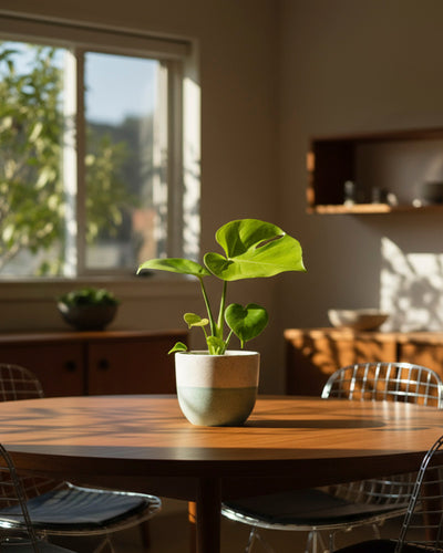 Eine Monstera 'Cheesy' - feey mit üppig grünen Blättern steht in einem kleinen Topf auf einem runden Holztisch, umgeben von Drahtstühlen, mit Sonnenlicht, das durch ein nahes Fenster fällt, und Regalen im Hintergrund.