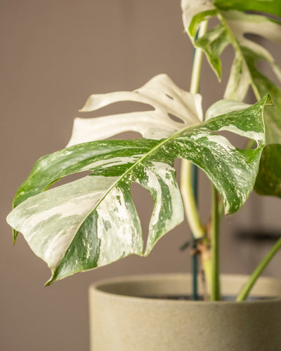 Eine Nahaufnahme einer Monstera deliciosa variegata in einem beigen Topf mit großen, mehrlappigen Blättern mit auffälligen weißen und grünen Mustern. Der sanft verschwommene Hintergrund hebt das einzigartige Blattwerk hervor.