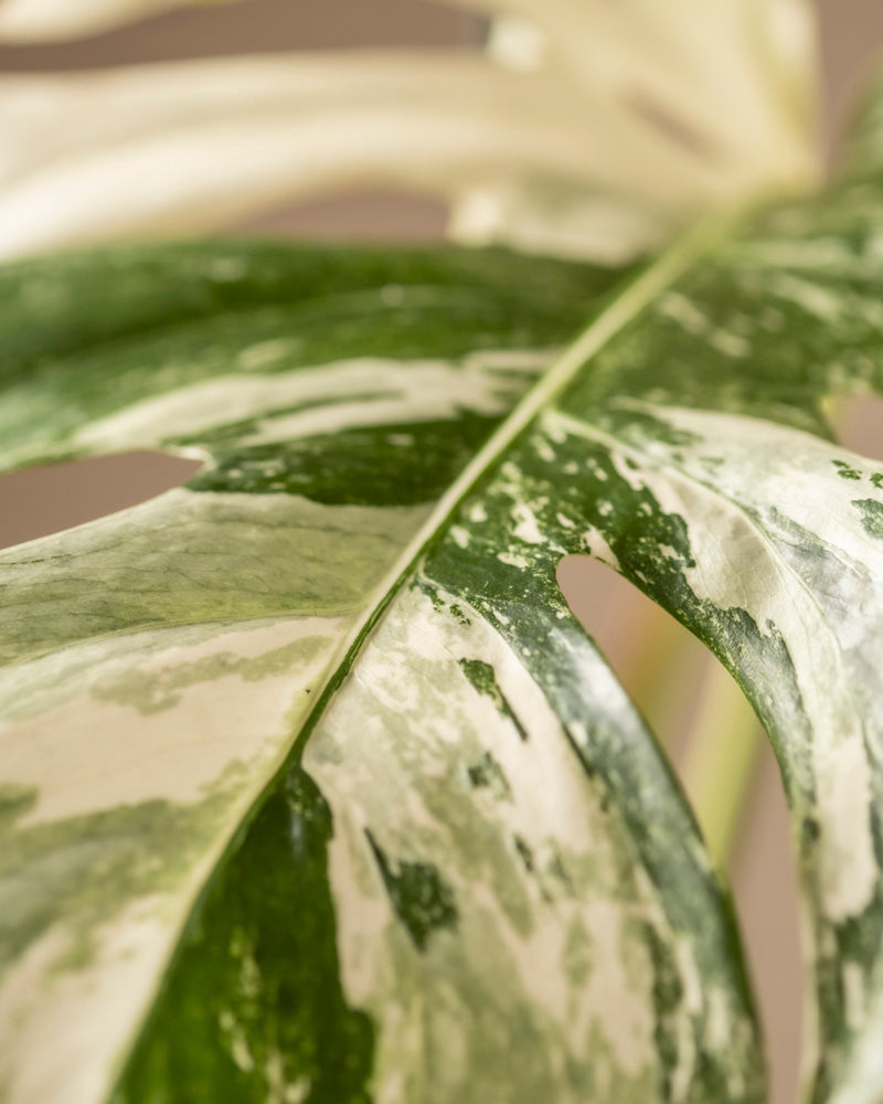 Nahaufnahme eines Blattes der Pflanze Monstera deliciosa variegata. Hervorzuheben sind die grün-weißen Muster, die großen Lappen, die für Monstera-Pflanzen typischen Löcher sowie die Textur und einzigartige Farbverteilung.