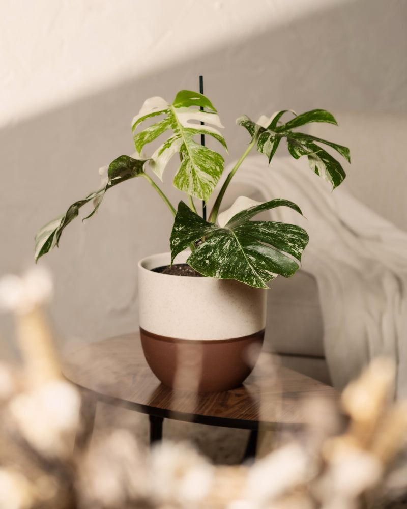 Eine Monstera deliciosa variegata mit großen, grün-weiß gefleckten Blättern steht auf einem Holztisch. Sanftes Tageslicht und verschwommene Zweige im Vordergrund sorgen für eine gemütliche Raumatmosphäre.