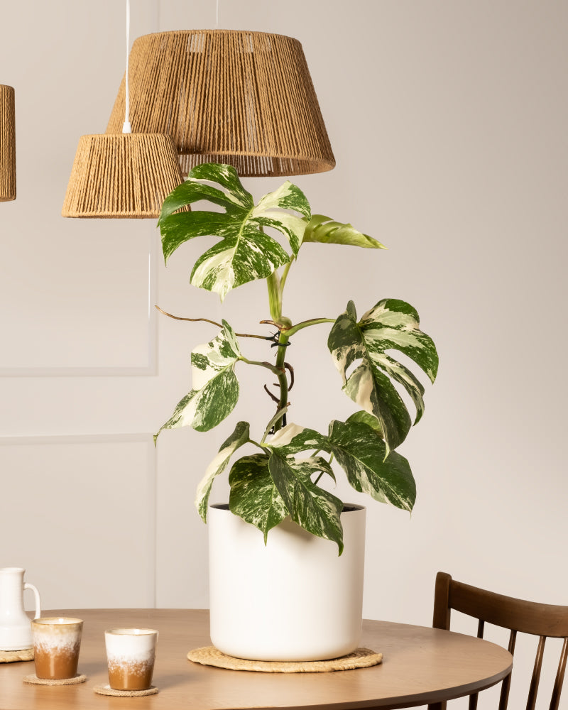 Eine Monstera deliciosa variegata in einem weißen Topf steht auf einem hölzernen Esstisch mit einem Untersetzer unter zwei geflochtenen Pendelleuchten. Zwei Tassen Kaffee und ein Milchkännchen vervollständigen die helle, minimalistische Szene.