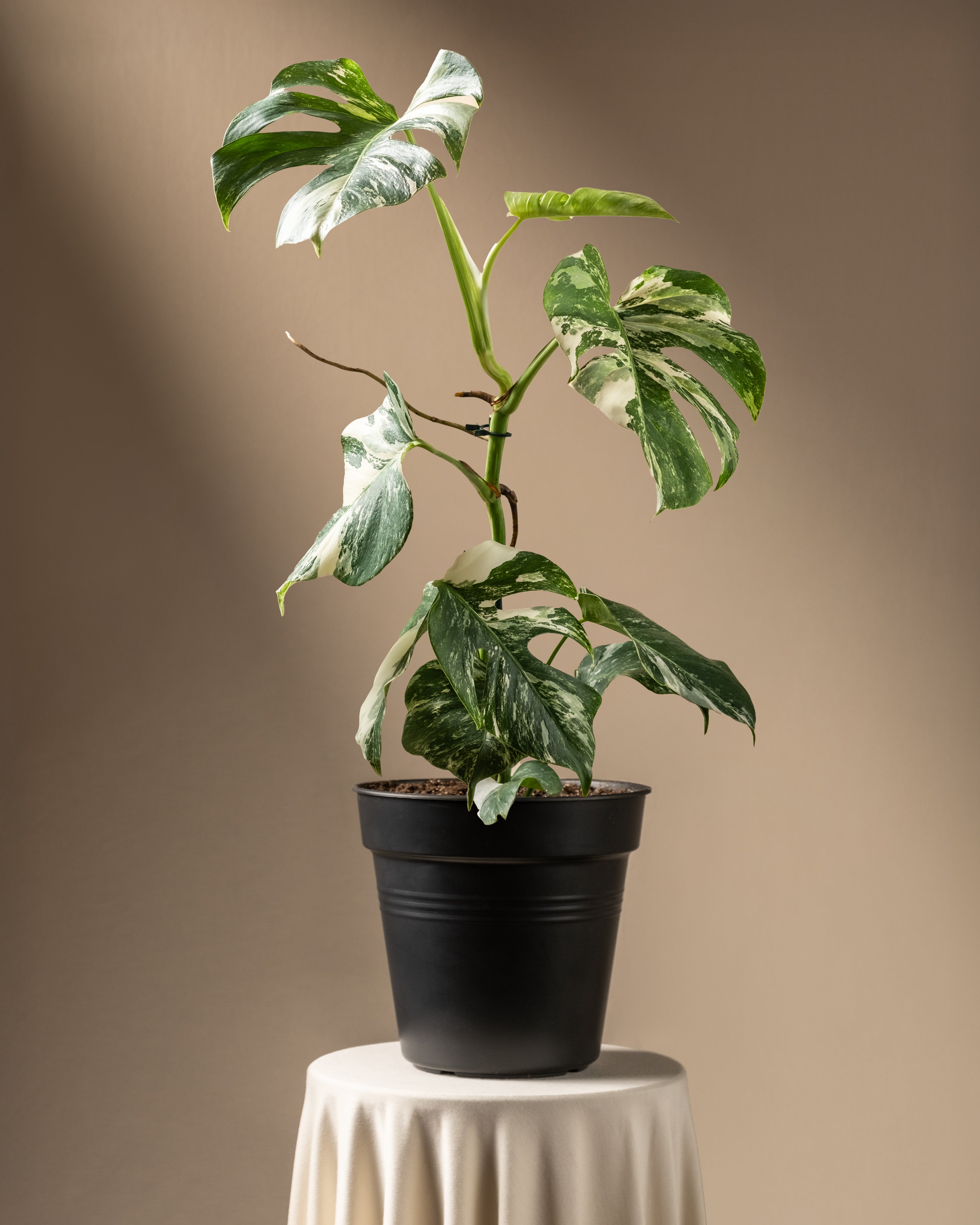 Eine Monstera deliciosa variegata mit auffallend grünen und weißen Spaltblättern steht in einem schwarzen Topf auf einem runden, mit einem weißen Tuch bedeckten Tisch vor einem beigen Hintergrund.