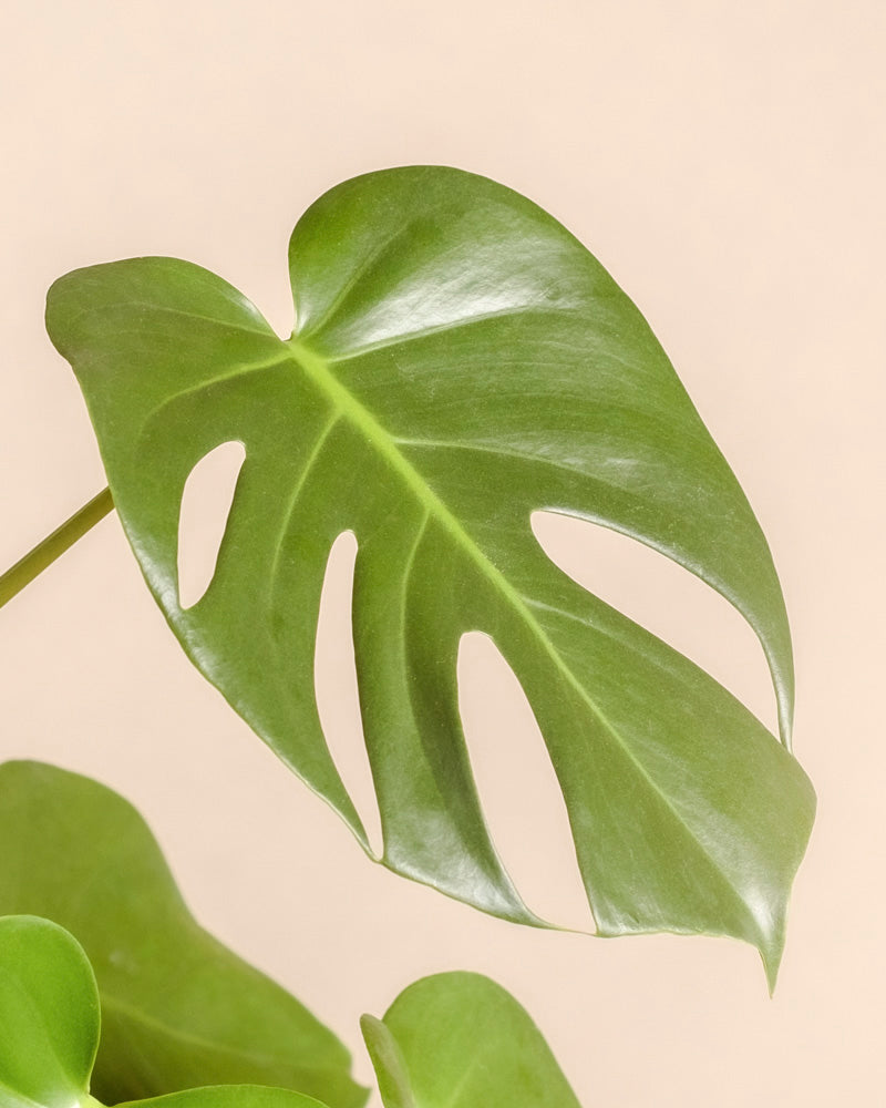 Eine Nahaufnahme einer einzelnen Monstera - feey hebt ihre einzigartigen natürlichen Löcher und Spalten hervor, vor einem sanften beigen Hintergrund.