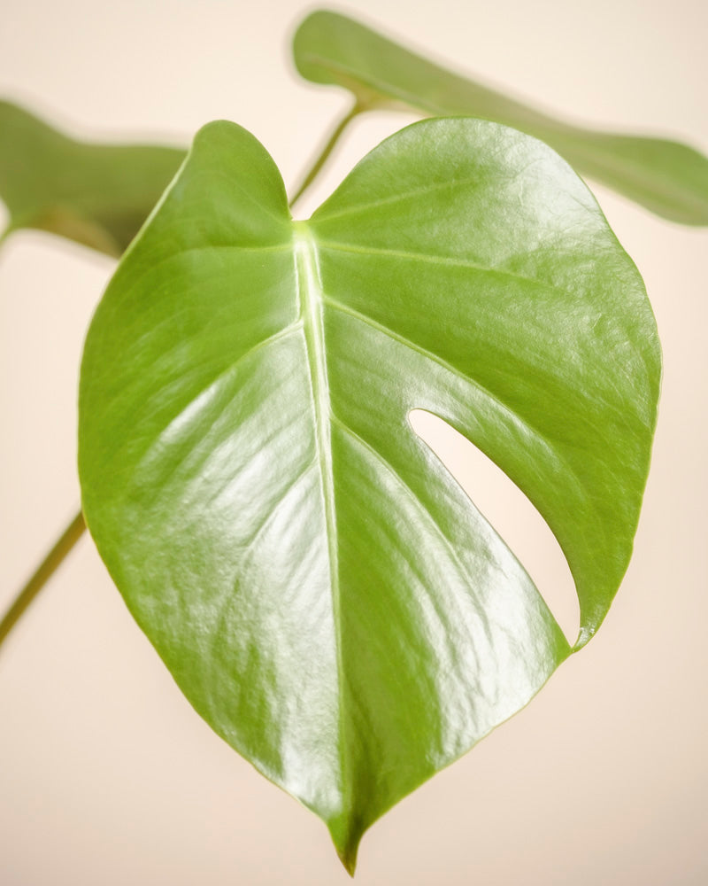 Nahaufnahme eines leuchtend grünen Monstera - Fee-Blattes mit natürlichem Schnitt vor einem weichen beigen Hintergrund. Weitere Blätter der Schweizer Käsepflanze erscheinen sanft verschwommen im Hintergrund.