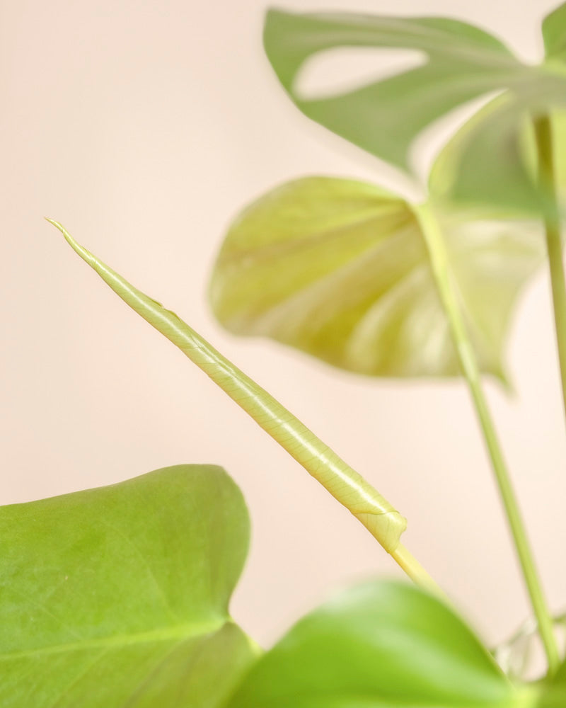 Nahaufnahme einer Monstera - feey mit einem neuen, sich entfaltenden Blatt, das sein lebhaftes, gesundes Laub vor einem zartbeigen Hintergrund zur Geltung bringt. Das frische, fest eingerollte Blatt unterstreicht die üppige Erscheinung der Pflanze.