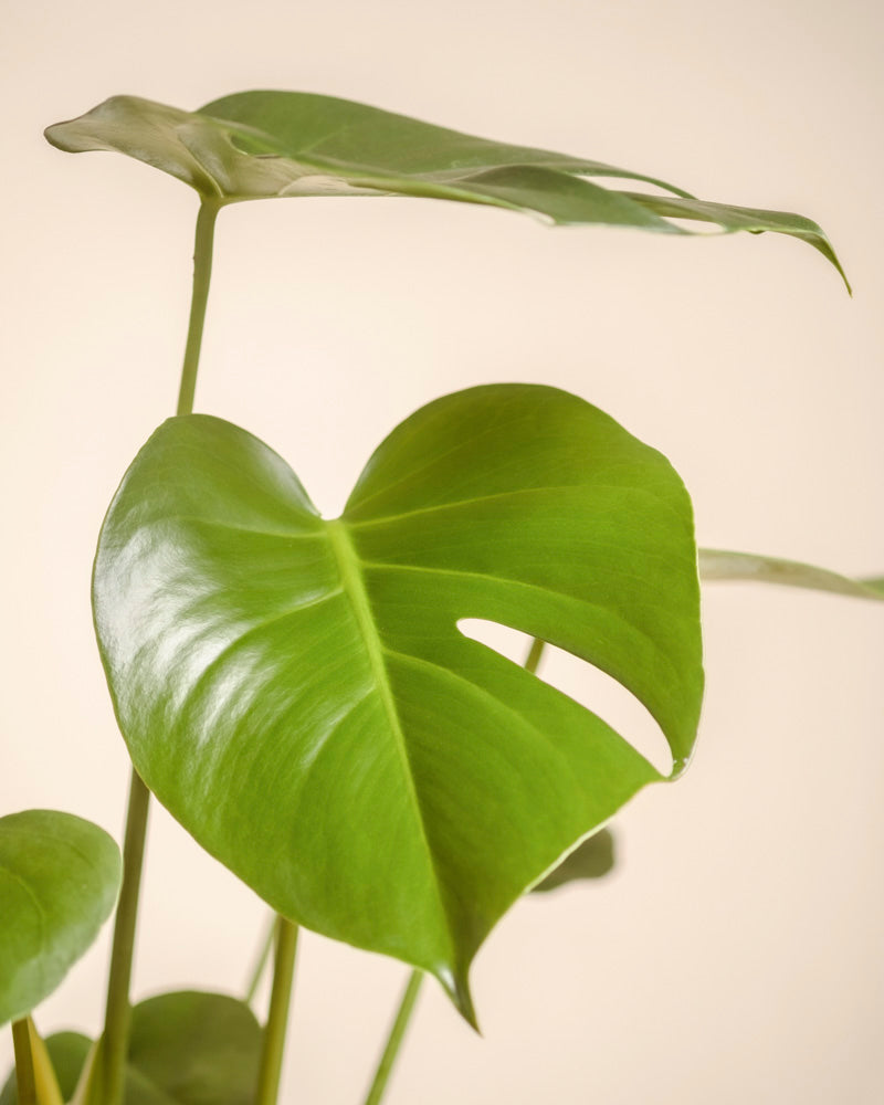 Nahaufnahme der Monstera - feey Pflanze mit ihren großen, glänzend grünen Blättern mit natürlicher Spaltung vor einem neutralen, hellen Hintergrund.
