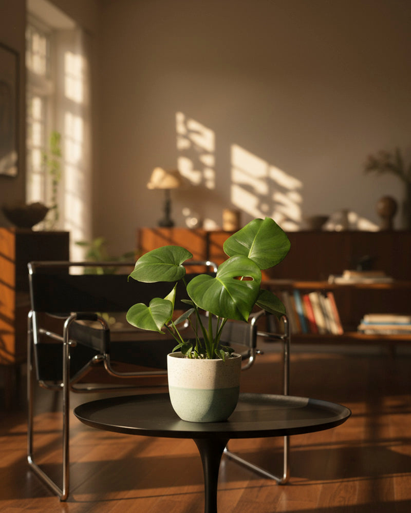 Eine Monstera - feey, eine trendige Zimmerpflanze, sitzt auf einem runden schwarzen Tisch in einem sonnenbeschienenen modernen Wohnzimmer mit Holzboden, einem schwarzen Stuhl, Regalen und Büchern im Hintergrund.