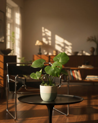 Eine Monstera - feey, eine trendige Zimmerpflanze, sitzt auf einem runden schwarzen Tisch in einem sonnenbeschienenen modernen Wohnzimmer mit Holzboden, einem schwarzen Stuhl, Regalen und Büchern im Hintergrund.