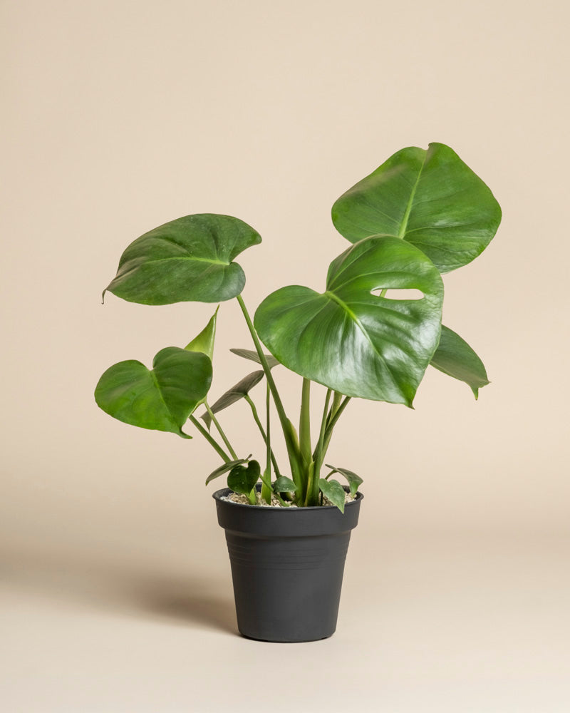 Eine Monstera - feey Topfpflanze mit großen, glänzend grünen Blättern steht vor einem schlichten beigen Hintergrund.