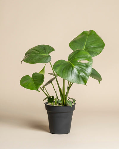 Eine Monstera - feey sitzt in einem einfachen schwarzen Topf vor einem schlichten beigen Hintergrund. Ihre großen, glänzenden Blätter mit Spaltöffnungen machen sie zu einem auffälligen Zimmerpflanzen-Akzent.