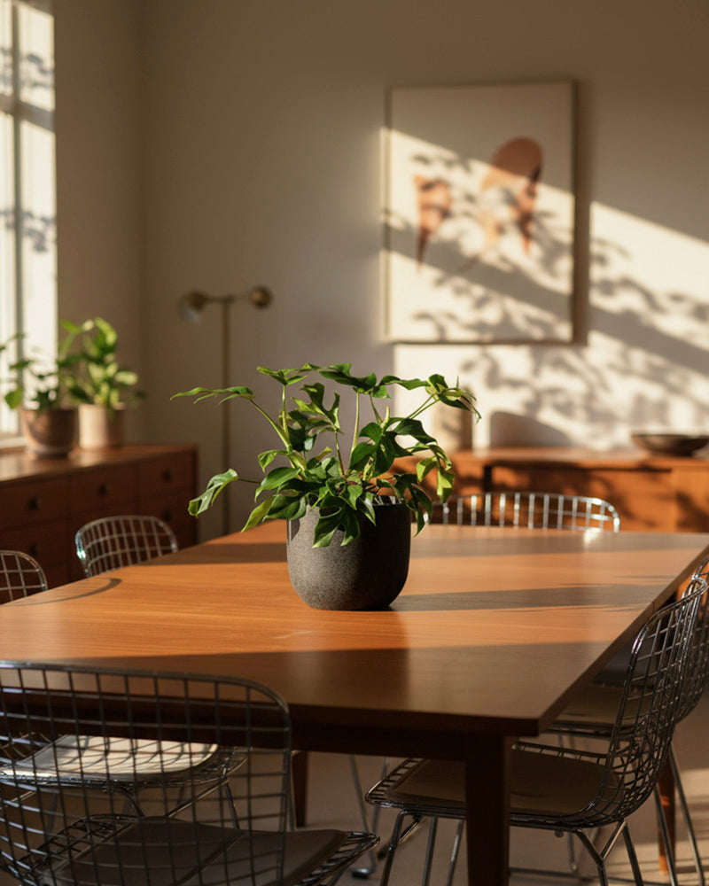In einem sonnendurchfluteten Esszimmer stehen ein Holztisch, Metalldrahtstühle und eine Monstera minima - feey als Mittelpunkt. Fensterschatten und die Blätter der Monstera minima an der Wand schaffen eine warme, einladende Atmosphäre.