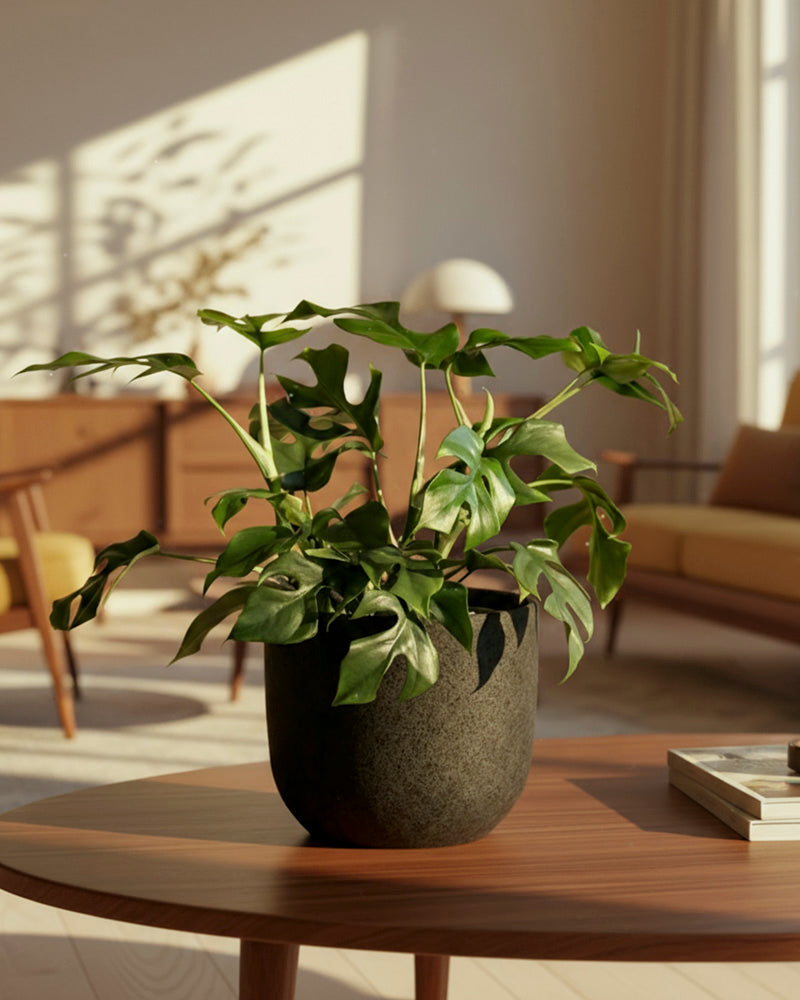 Eine Monstera minima - feey steht auf einem runden hölzernen Couchtisch in einem hellen, modernen Wohnzimmer mit Möbeln aus der Mitte des Jahrhunderts und Sonnenlicht, das durch hohe Fenster fällt.