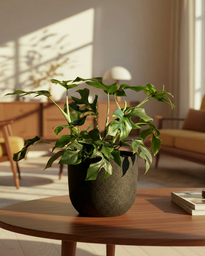 Eine Monstera minima - feey steht auf einem runden hölzernen Couchtisch in einem hellen, modernen Wohnzimmer mit Möbeln aus der Mitte des Jahrhunderts und Sonnenlicht, das durch hohe Fenster fällt.