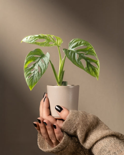 Eine kleine Monstera adansonii 'Mint' in einem weißen Topf wird von Händen mit schwarzem Nagellack und einem beigen Pullover umarmt. Ihre leuchtend grünen Blätter mit markanten Löchern bilden einen schönen Kontrast zum weichen, neutralen Hintergrund und zeugen von exquisiter Pflanzenpflege.