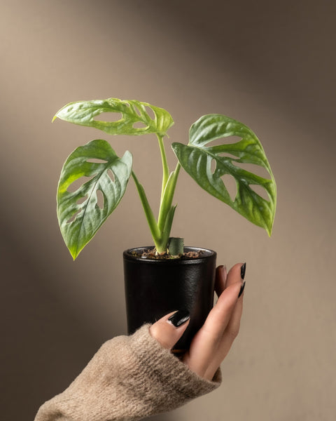 Eine Hand hält einen kleinen schwarzen Topf mit einer Monstera adansonii 'Mint' Babypflanze. Ihre leuchtend grünen Blätter mit einzigartigen Löchern fallen ins Auge. Sanftes Licht unterstreicht die Szene, während sich jemand in einem hellbraunen Strukturpullover sorgfältig um die Pflanze kümmert.