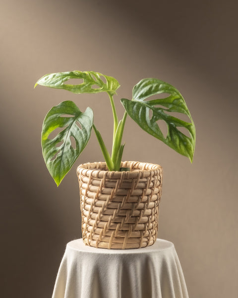 Eine Monstera adansonii 'Mint' Babypflanze mit üppigen, gelochten Blättern steht in einem geflochtenen Korb auf einem runden, mit einem beigen Tuch bedeckten Tisch. Die warme Beleuchtung schafft eine ruhige Atmosphäre, perfekt, um ihre Schönheit zu genießen und eine bewusste Pflanzenpflege zu praktizieren.
