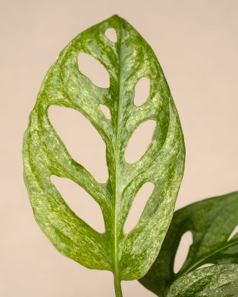 Nahaufnahme eines Blattes der Monstera adansonii 'Mint' Babypflanze mit deutlichen Löchern und Schlitzen vor einem neutralen beigen Hintergrund. Das marmorierte Minzmuster verleiht der Pflanze Charme und betont ihre einzigartige Textur und Form.