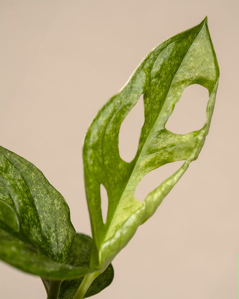 Die Monstera adansonii 'Mint' Babypflanze zeichnet sich durch markante ovale Löcher und eine grün marmorierte Textur aus. Eine Nahaufnahme vor beigem Hintergrund hebt ihr einzigartiges Muster hervor und gibt wichtige Tipps zur Pflanzenpflege.