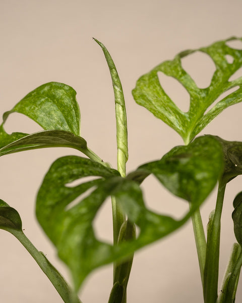 Die Monstera adansonii „Mint“-Babypflanze zeichnet sich durch grüne, gefensterte Blätter und einen zentralen hellgrünen Kolben aus, der sich wunderschön vor einem neutralen beigen Hintergrund abhebt.