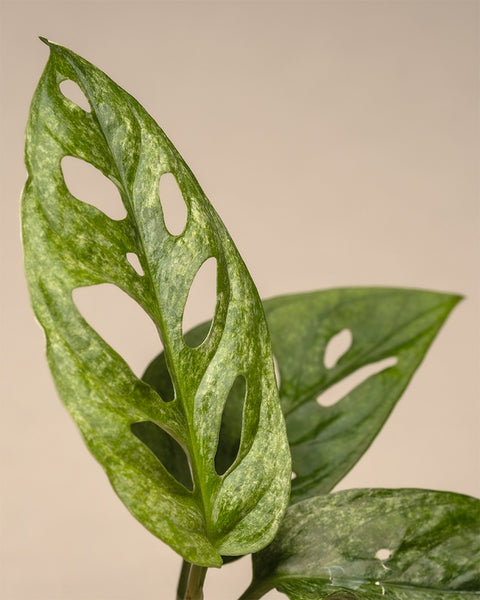 Nahaufnahme des leuchtend grünen Blattes der Babypflanze Monstera adansonii „Mint“ mit markanten ovalen Löchern vor einem neutralen beigen Hintergrund.