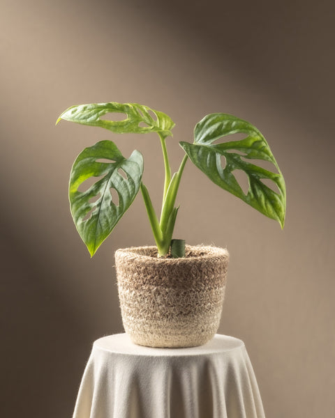 Eine Monstera adansonii 'Mint' Babypflanze mit gespaltenen Blättern steht auf einem stoffbedeckten runden Tisch, mit einem strukturierten korbartigen Topf vor einem weichen, neutralen Hintergrund. Ideal für Pflanzenpflege-Enthusiasten.