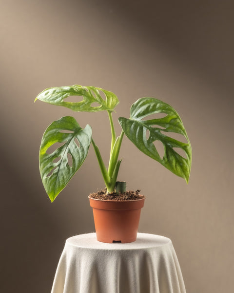 Eine Monstera adansonii „Mint“-Babypflanze schmückt mit ihren auffälligen Blättern mit den charakteristischen Löchern einen runden, drapierten Tisch vor einem warmen, neutralen Hintergrund und bereichert so Ihre Pflanzenpflegeroutine.