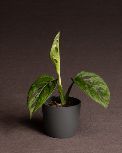 Monstera adansonii 'Mint' Babypflanze