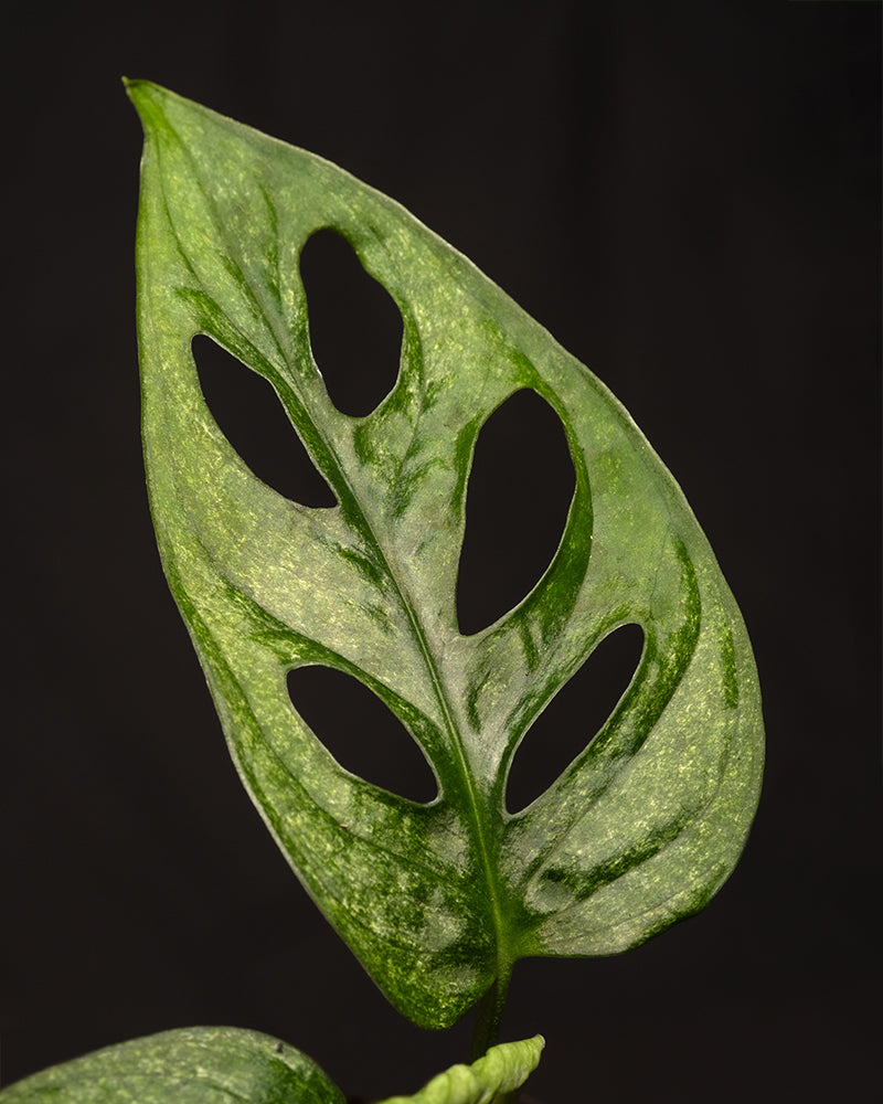 Monstera adansonii 'Mint' Babypflanze