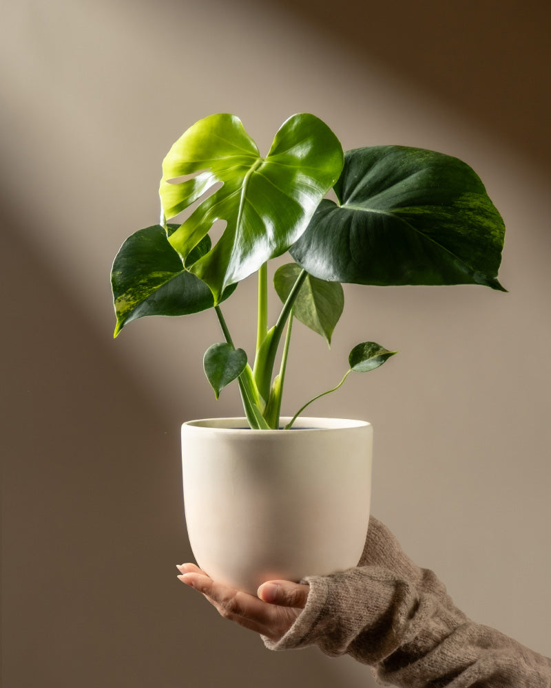 Eine Hand in einem braunen Pullover hält die Monstera aurea - feey in einem weißen Keramiktopf. Das Sonnenlicht hebt die leuchtenden, gespaltenen Blätter dieser auffälligen Pflanze vor einem sanft verschwommenen braunen Hintergrund hervor.