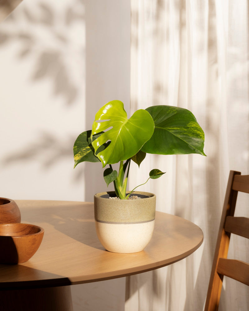 Eine Monstera aurea - Fee mit großen, glänzend grünen Blättern sitzt auf einem runden Holztisch in der Nähe eines Stuhles. Das Sonnenlicht fällt ein und wirft weiche Schatten auf einen weißen Vorhang im Hintergrund.