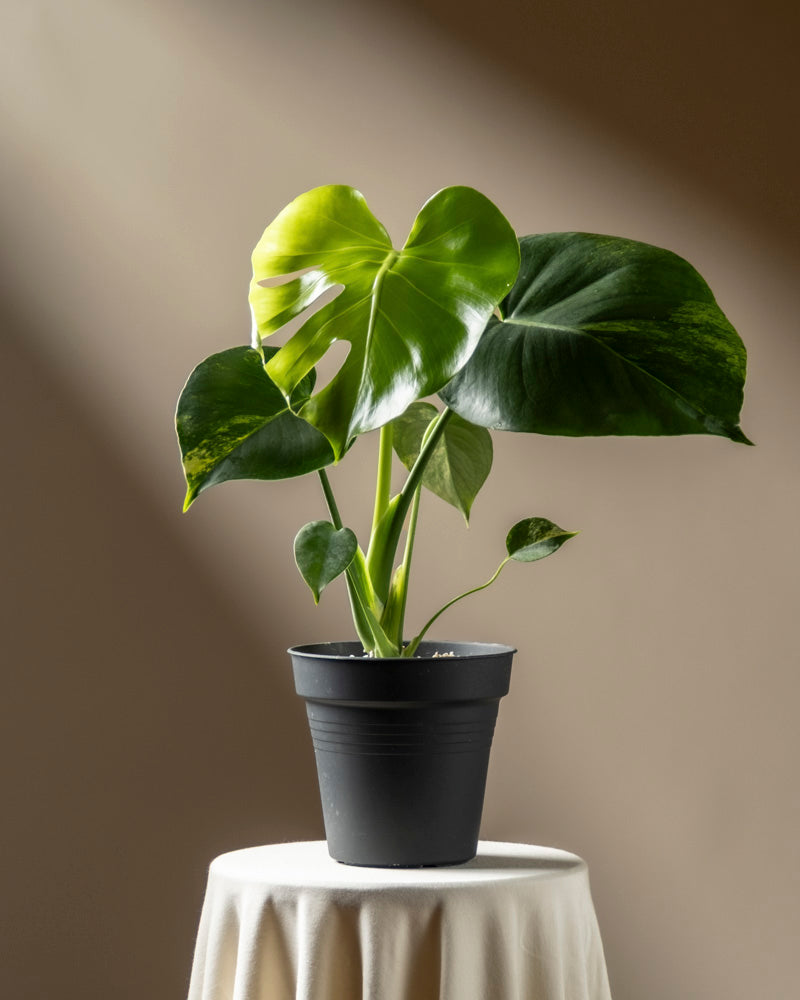 Eine Monstera aurea - Fee mit großen, glänzend grünen Blättern steht auf einem runden, mit weißem Tuch drapierten Tisch, der vor einem neutralen Hintergrund sanft beleuchtet ist.