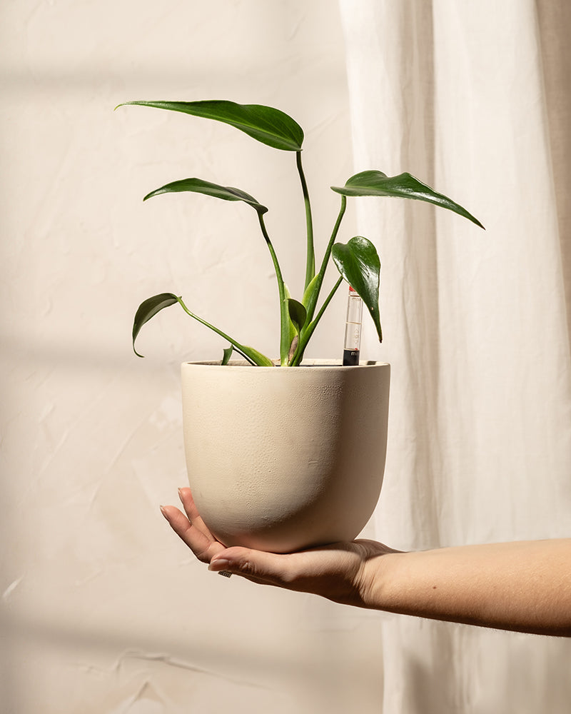 Hydro • Monstera Burle Marx Flame