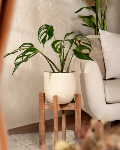 Eine Monstera Burle Marx Flame schmückt einen Holzständer im Wohnzimmer, ihre üppigen Blätter bilden einen Kontrast zu den beigefarbenen strukturierten Wänden. Dahinter lugt ein cremefarbenes Sofa hervor, gepaart mit einem flauschigen Teppich auf dem Boden.