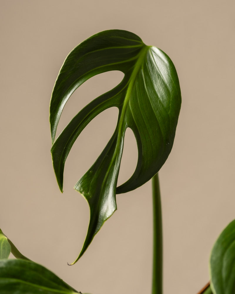 Eine Nahaufnahme eines Flammenblattes der Pflanze Monstera Burle Marx zeigt seine einzigartigen Löcher und seine tiefgrüne Farbe auf einem schlichten beigen Hintergrund und bringt seine glänzende Textur und unverwechselbare Form wunderschön zur Geltung.