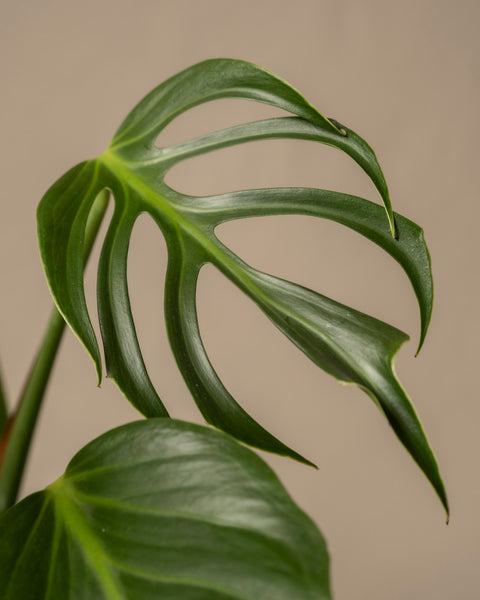 Ein großes Flammenblatt der Monstera Burle Marx mit seinen markanten länglichen Spalten hebt sich von einem schlichten beigen Hintergrund ab und präsentiert seine leuchtende Farbe und einzigartige Form – eine wahre kostbare Rarität in der Pflanzenwelt.