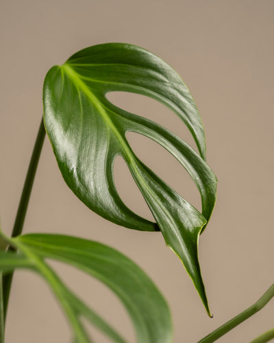 Das glänzende Blatt der Monstera Burle Marx Flame mit seinen ausgeprägten Aussparungsmustern und der leuchtend grünen Farbe wölbt sich elegant vor einem neutralen Hintergrund – eine exquisite Rarität für jeden Pflanzenliebhaber.