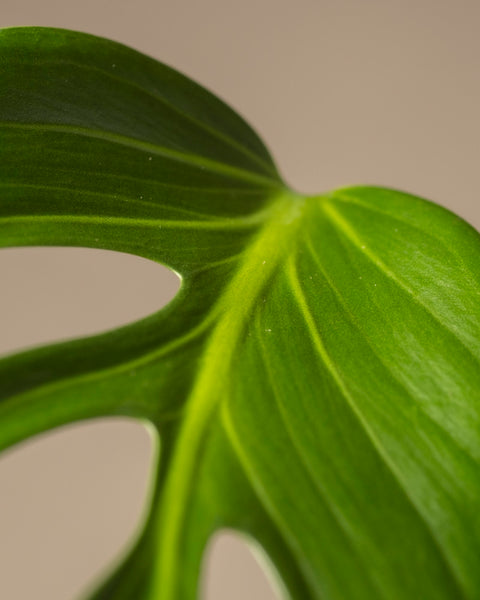 Eine Nahaufnahme eines leuchtend grünen Monstera-Blattes der Sorte Burle Marx hebt seine glatte Textur, die markanten Adern und die einzigartigen ausgeschnittenen Kanten vor einem sanften beigen Hintergrund hervor und stellt die Kunstfertigkeit der Natur in dieser kostbaren Rarität zur Schau.