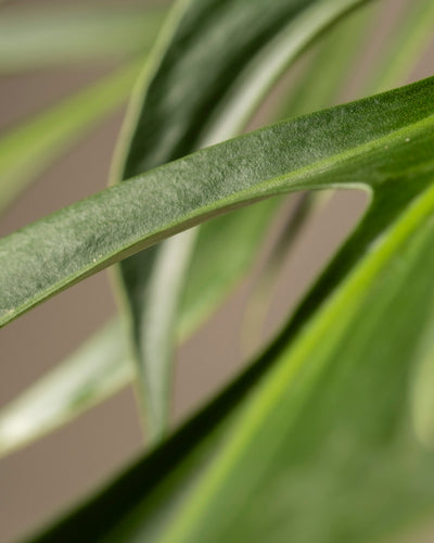 Der weiche Fokus hebt die geschwungene Struktur der langen, grünen Monstera-Burle-Marx-Flammenblätter mit glatter Textur und subtilen Schatten vor einem neutralen Hintergrund hervor und präsentiert diese kostbare Rarität in ihrer ganzen Pracht.