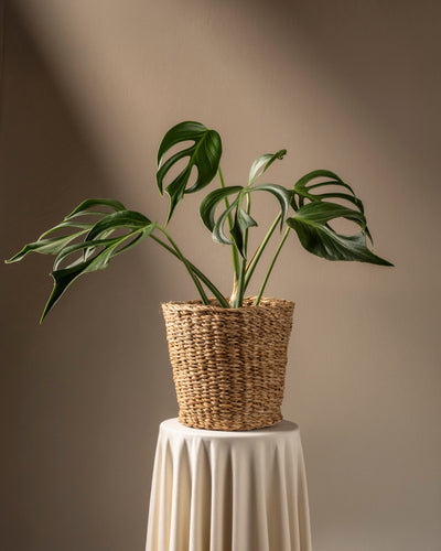 Eine Monstera Burle Marx Flame mit großen, gespaltenen Blättern ruht in einem geflochtenen Korb auf einem weiß drapierten Sockel. Der Hintergrund ist in einem sanften, neutralen Farbton gehalten, wobei die sanfte Beleuchtung das kostbare, seltene Laub der Pflanze hervorhebt.