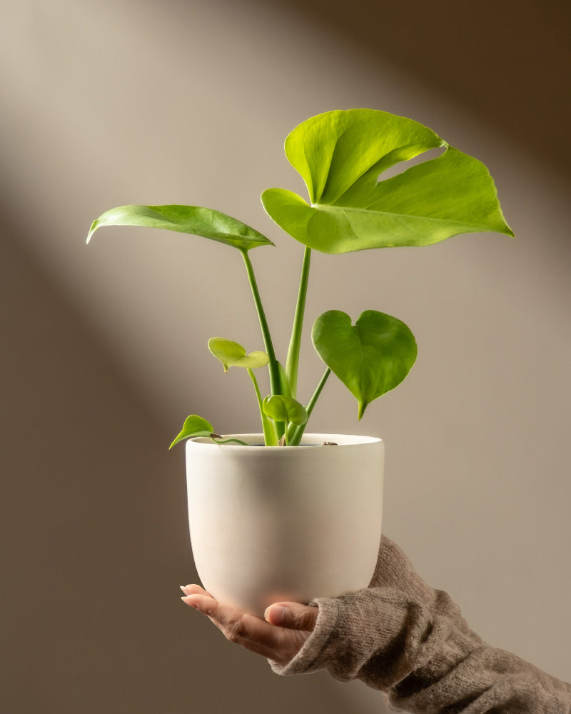 Eine Hand in einem braunen Ärmel hält einen weißen Topf mit einer gesunden Monstera 'Cheesy' - feey, die in weiches natürliches Licht vor einem neutralen Hintergrund getaucht ist.