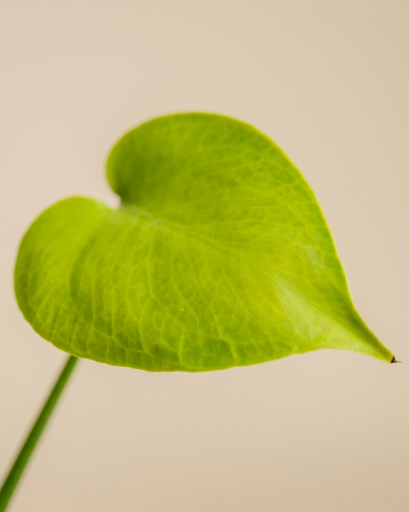 Nahaufnahme eines einzelnen, leuchtend grünen, herzförmigen Monstera 'Cheesy' - Blattes mit sichtbaren Adern vor einem schlichten, hellbeigen Hintergrund.