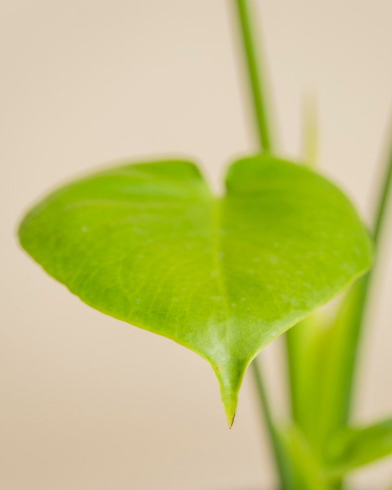 Eine Nahaufnahme eines leuchtend grünen, herzförmigen Monstera 'Cheesy' - Blattes mit glatten Rändern und sichtbaren Adern, vor einem zartbeigen Hintergrund.