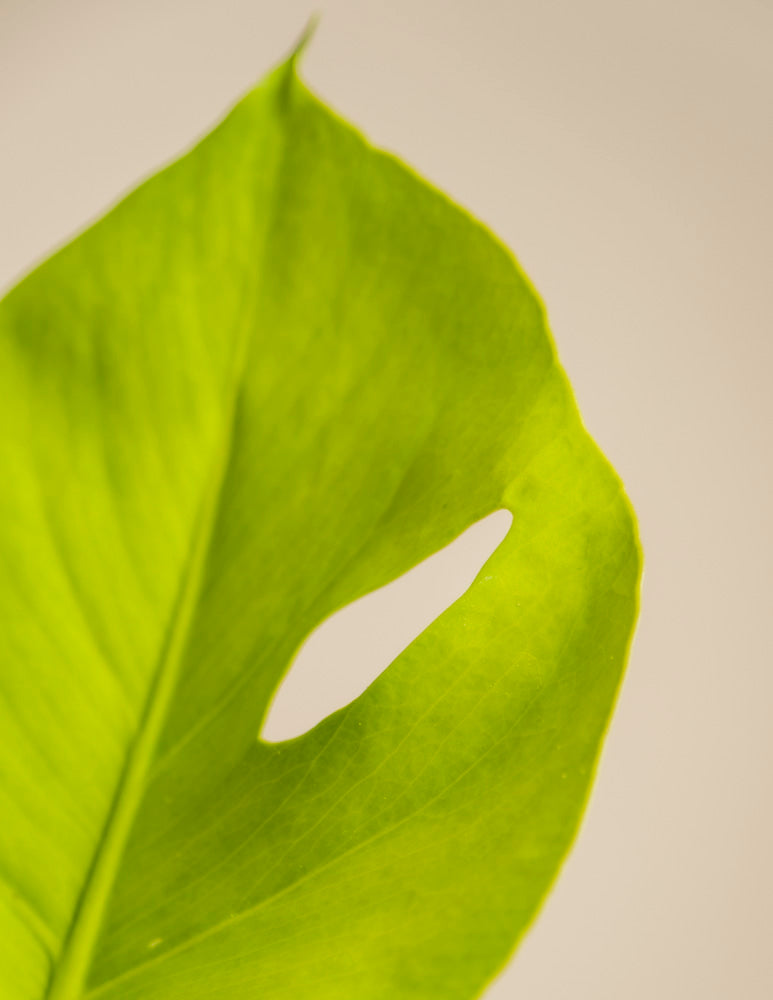 Eine Nahaufnahme eines Monstera 'Cheesy' - Blattes in leuchtendem Grün, mit glatter Textur und einem einzigen langen ovalen Loch in der Nähe des Randes, vor einem schlichten hellen Hintergrund.