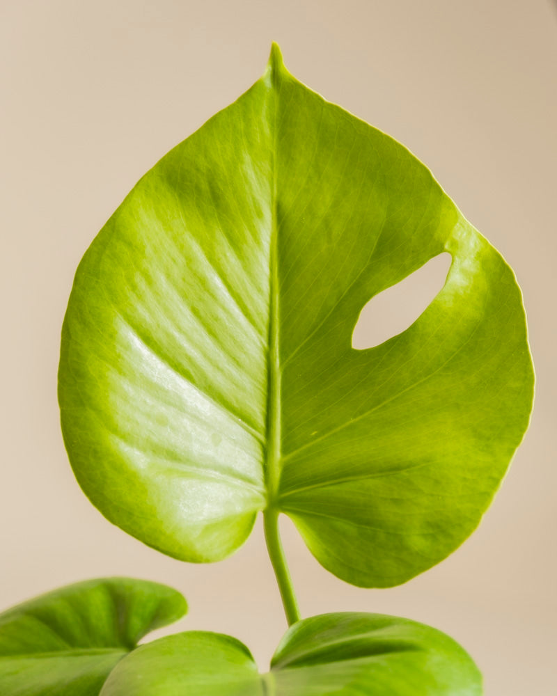 Eine Nahaufnahme eines leuchtend grünen Monstera 'Cheesy'-Blattes mit dem charakteristischen ovalen Loch vor einem schlichten beigen Hintergrund.