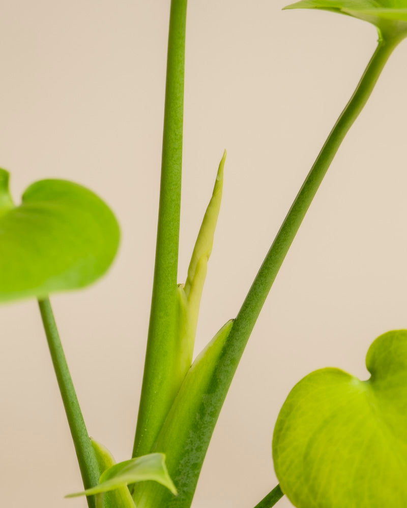 Nahaufnahme von Monstera 'Cheesy' - feiger Stängel mit einem neuen Blatt, das sich entfaltet, umgeben von reifen, herzförmigen, grünen Blättern vor einem schlichten, hellbeigen Hintergrund.