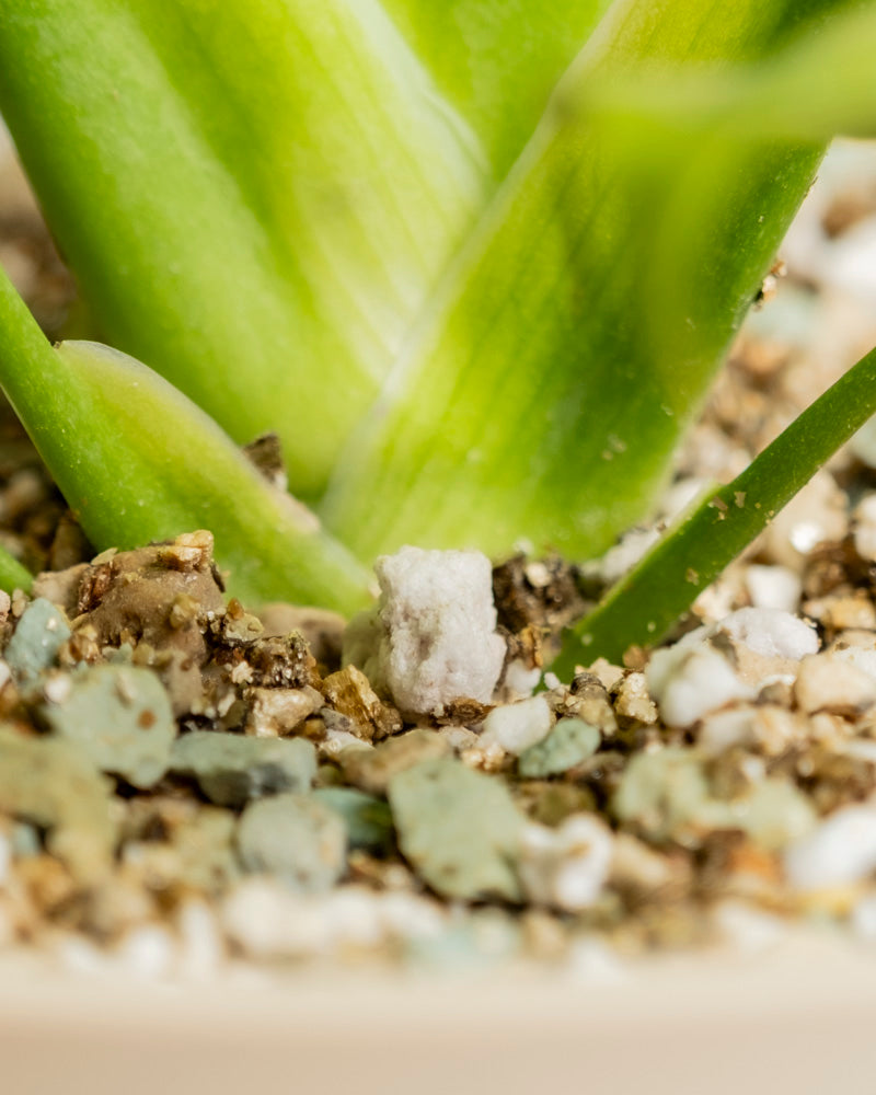 Nahaufnahme der Basis einer Monstera 'Cheesy' - feey in einem Topf mit Erde, Perlite und Steinen; auf der Oberfläche liegt ein weißes, würfelförmiges Mineral- oder Düngemittelgranulat.