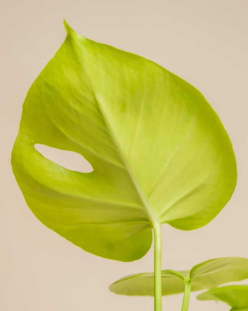 Eine Nahaufnahme eines leuchtend grünen Monstera 'Cheesy' - Feenblattes mit einem einzigen Loch, vor einem einfarbig beigen Hintergrund.