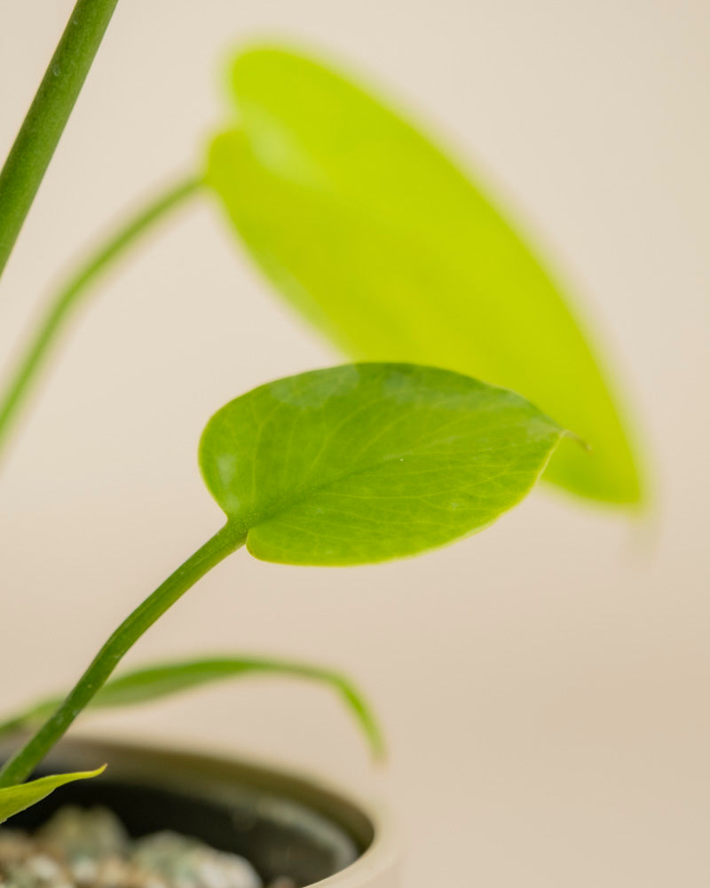 Nahaufnahme von zwei leuchtend grünen Blättern von Monstera 'Cheesy' - feey vor einem weichen beigen Hintergrund. Das Blatt im Vordergrund ist scharf, während das größere Blatt im Hintergrund leicht unscharf erscheint.